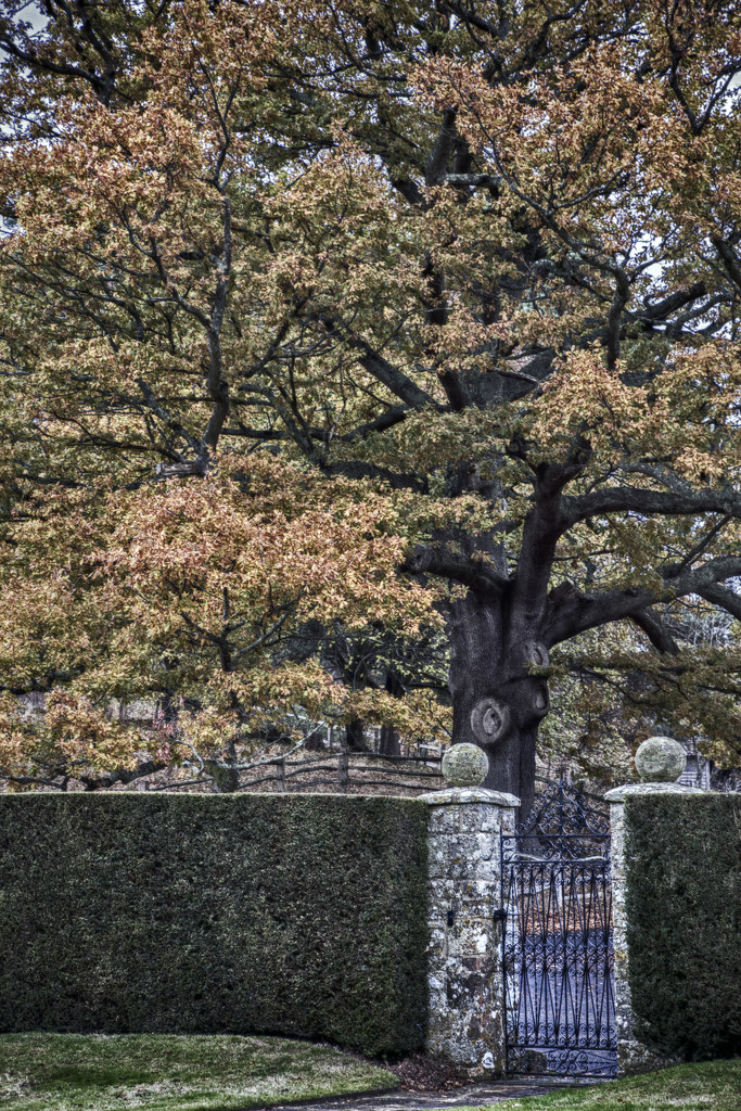 Late Autumn Oak Tree by megpicatilly