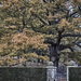 Late Autumn Oak Tree by megpicatilly