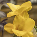 Yellow Freesia by frequentframes