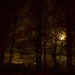 Moon lit trees by 365projectdrewpdavies