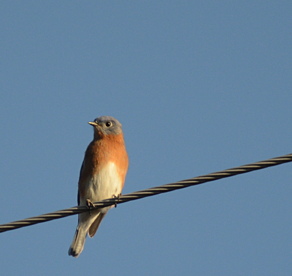 Bird on a Wire by francoise