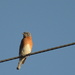 Bird on a Wire by francoise