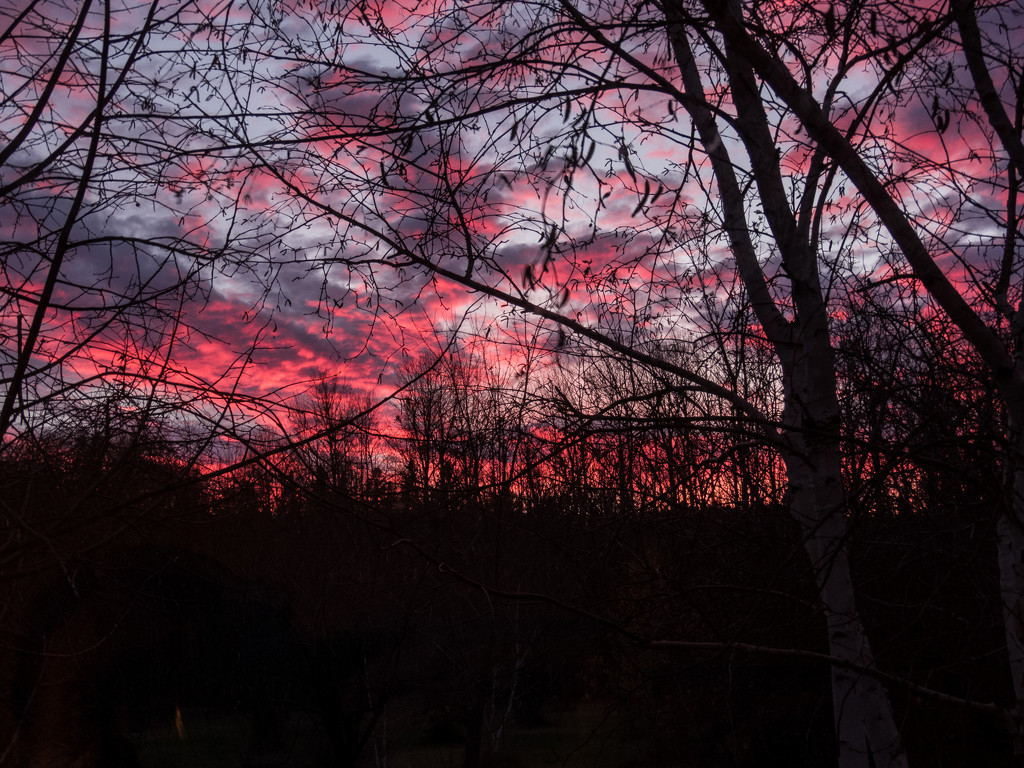 Sunset through the Trees by radiogirl
