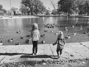 15th Nov 2016 - Duck pond