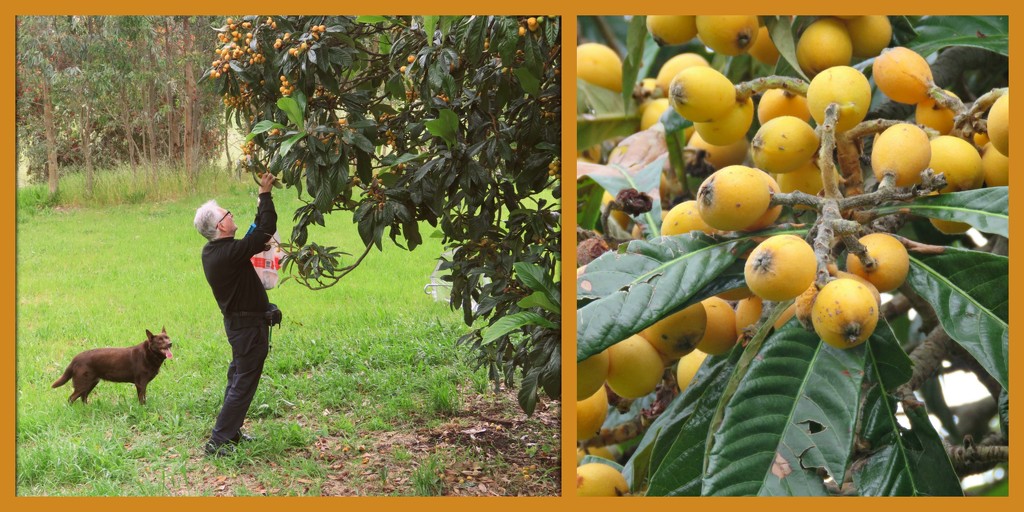 the Loquat pickers by cruiser