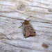 Moths of the Highlands 14. Lesser Yellow Underwing by steveandkerry