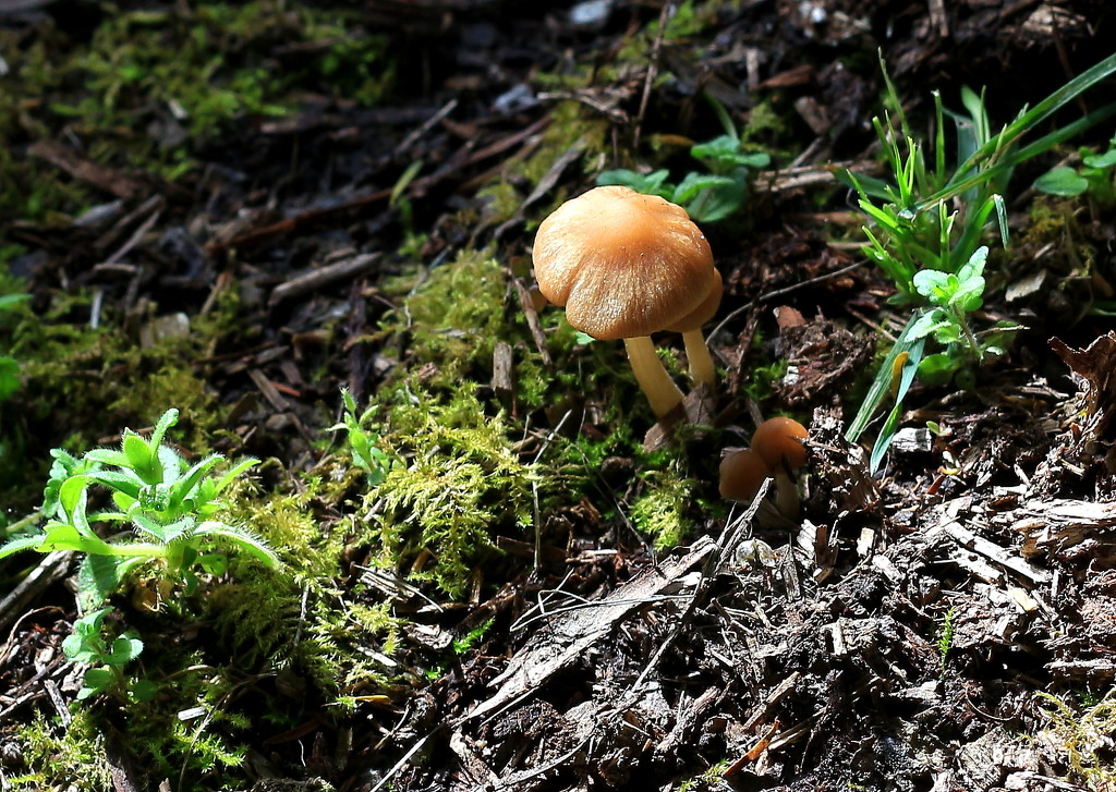 Fungus emerging by kiwinanna