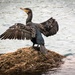 Cormorant by swillinbillyflynn