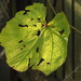 Leaf by philhendry