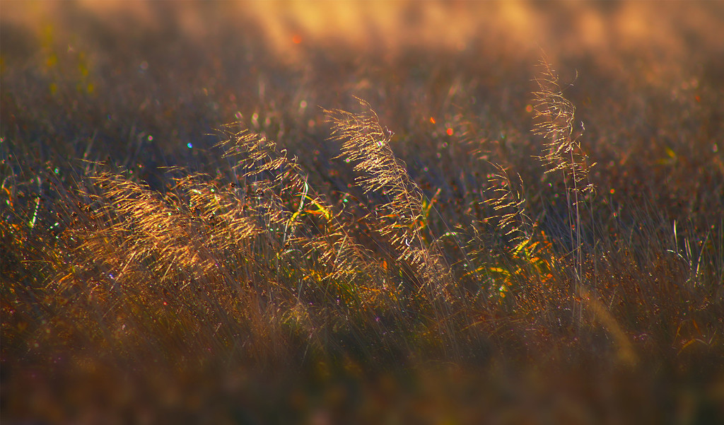 Golden Grasses by jesperani