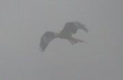 15th Nov 2016 -  Red Kite in the Fog and Rain 