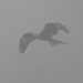  Red Kite in the Fog and Rain  by susiemc