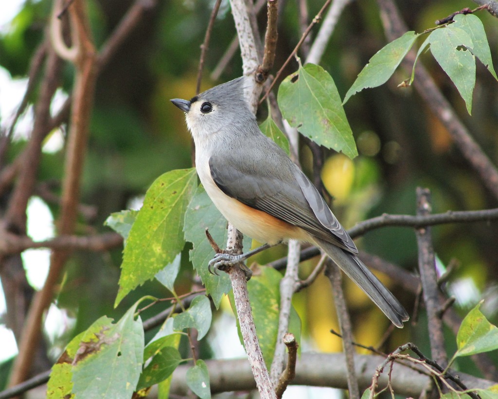 Tufted Titmouse by cjwhite