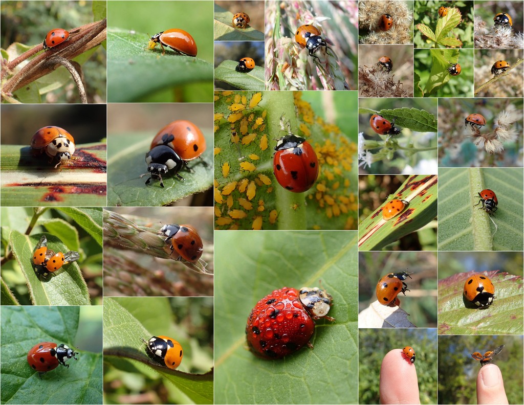 Ladybugs 2016 by cjwhite