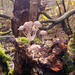 Bunch of fungi by janturnbull