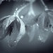 Raindrops on petals... by ziggy77