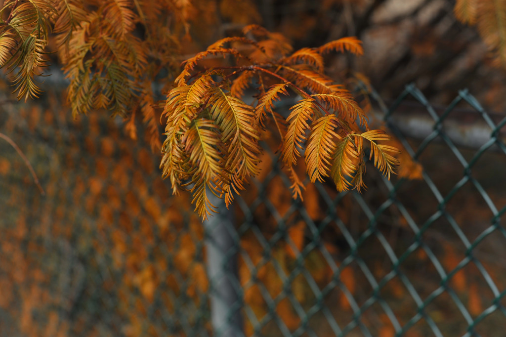 Autumn Dawn Redwood by loweygrace