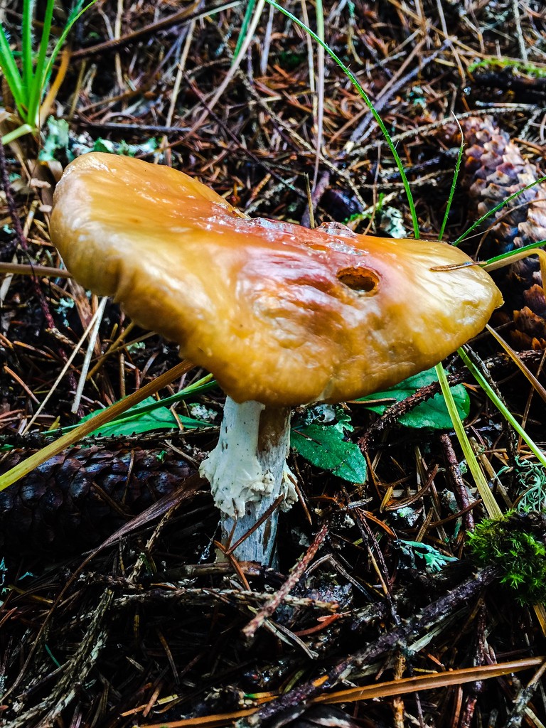 Yellow mushroom by cocobella