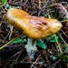 Yellow mushroom by cocobella