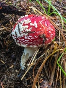 15th Nov 2016 - Red mushroom