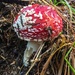 Red mushroom by cocobella