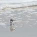 Sandpiper Shore Bird by dridsdale