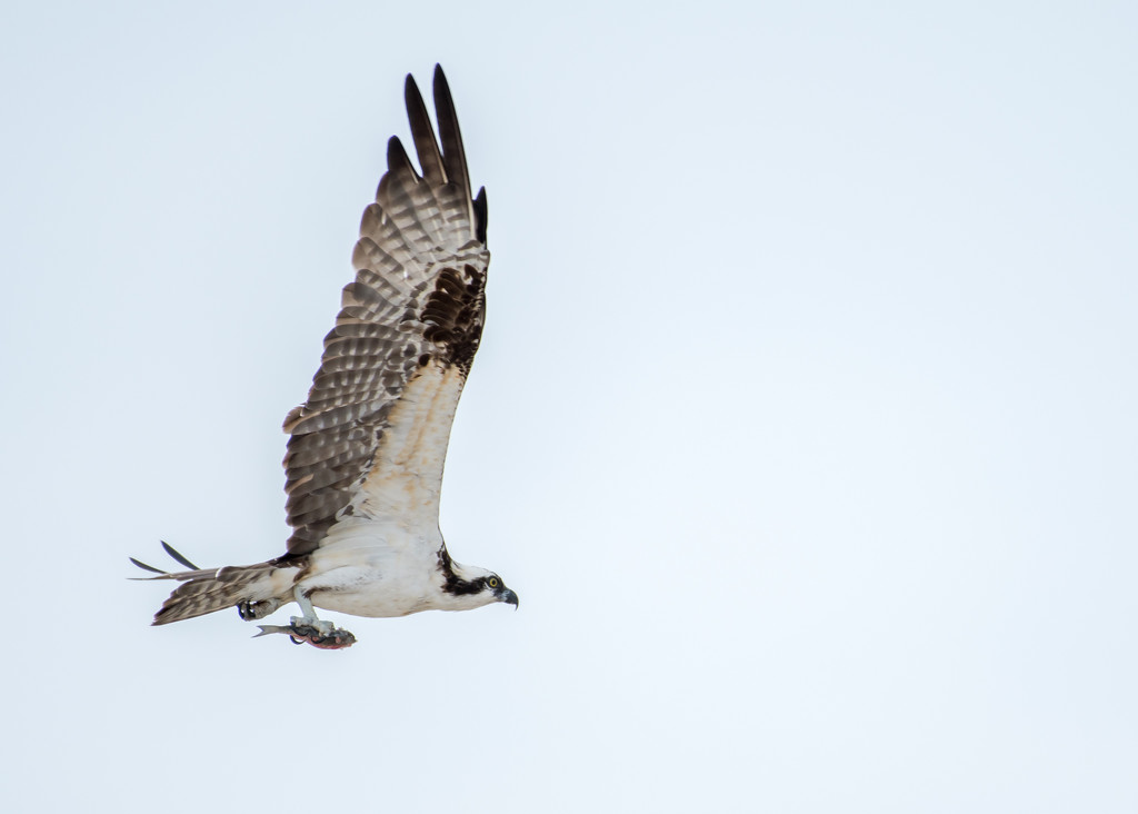 Osprey's lunch by dridsdale