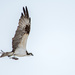 Osprey's lunch by dridsdale