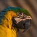 Blue & yellow Macaw by gosia