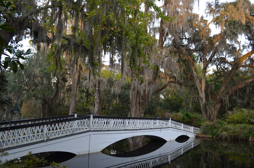 Long White Bridge and live oaks, Magnolia Gardens, Charleston, SC by congaree