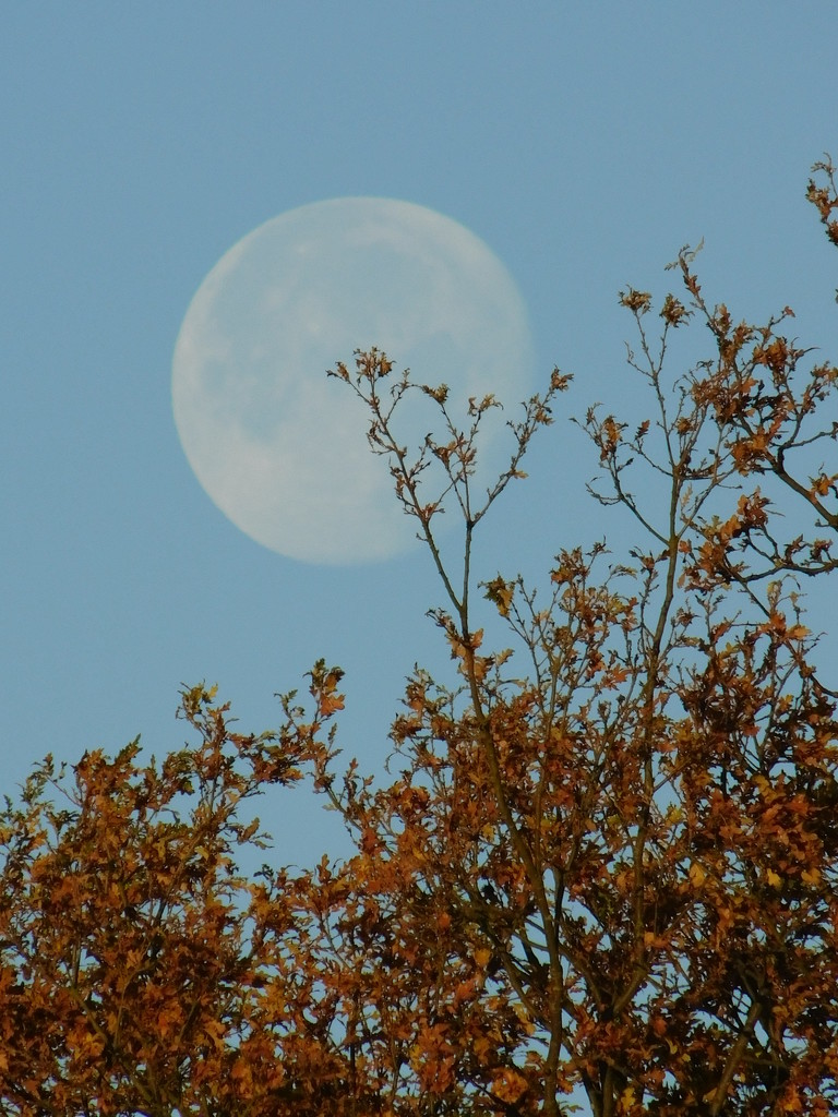  Supermoon by day by 365anne