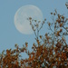  Supermoon by day by 365anne