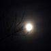 Super moon through trees by cwarrior