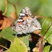 A Butterfly Lady by cjwhite
