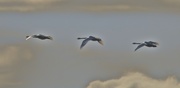 20th Oct 2016 -  Swans in Flight 