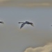  Swans in Flight  by susiemc