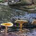 Toadstools by megpicatilly