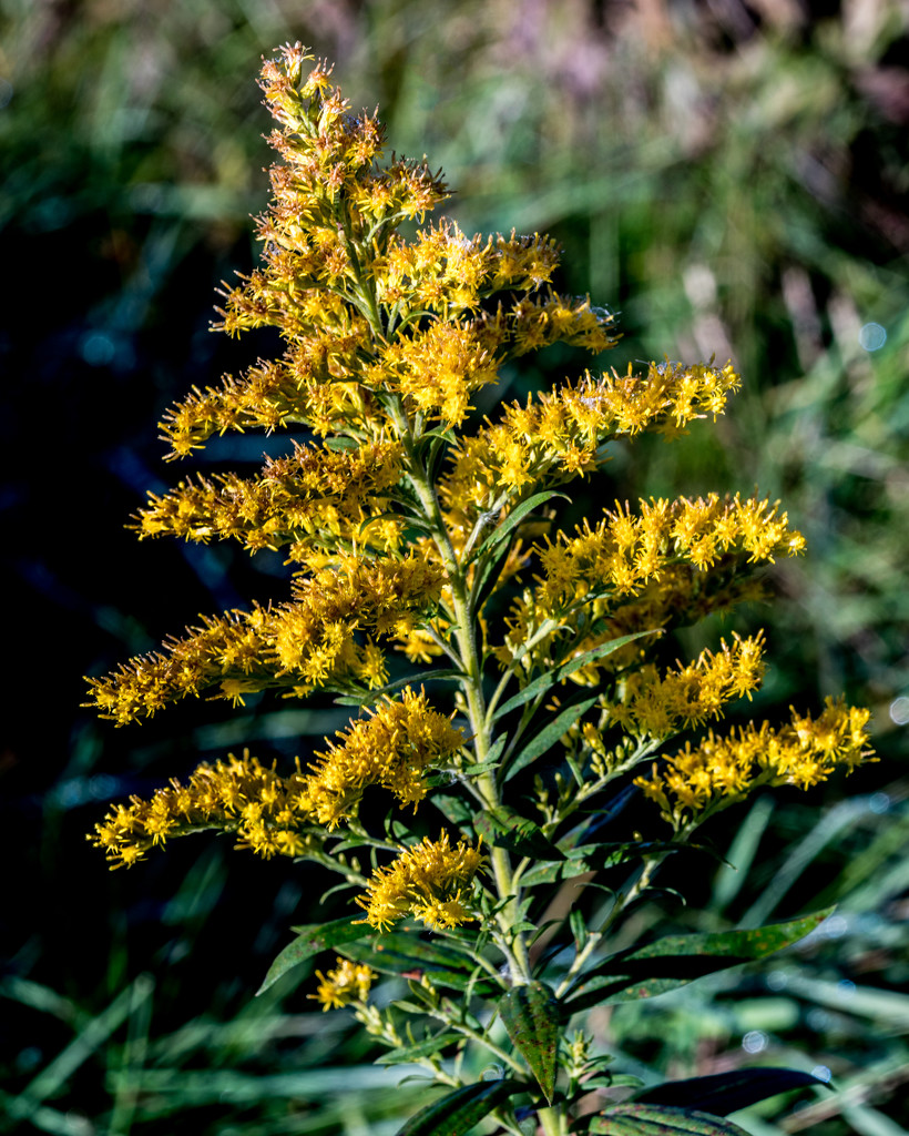 Goldenrod by rminer