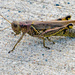 Grasshopper by rminer