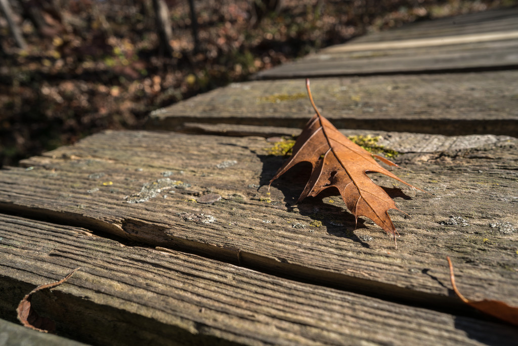 A Leaf on a bridge by rminer