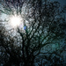 Sunburst with tree by rminer