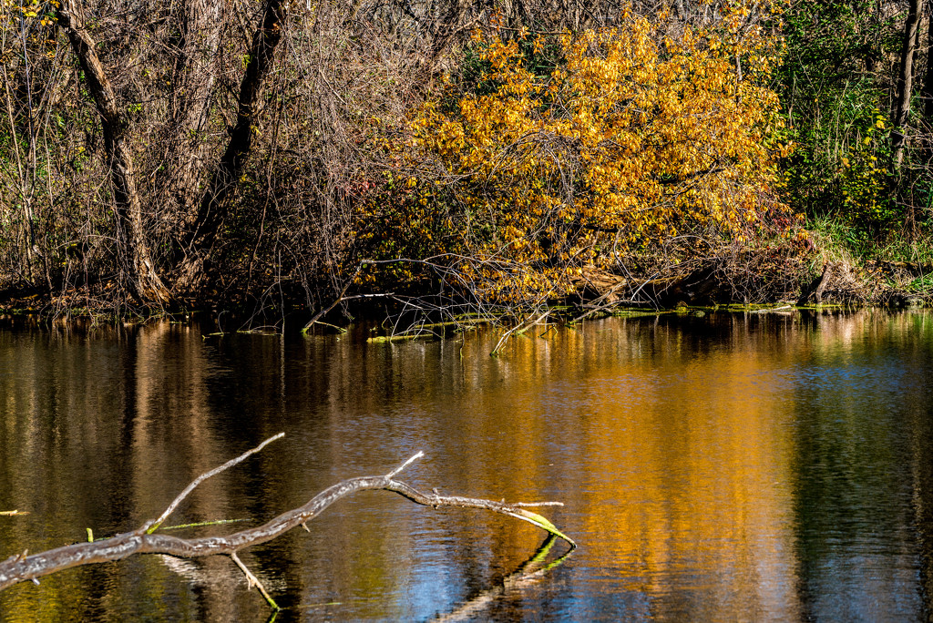 Autumn Lake Landscape with tree branch by rminer