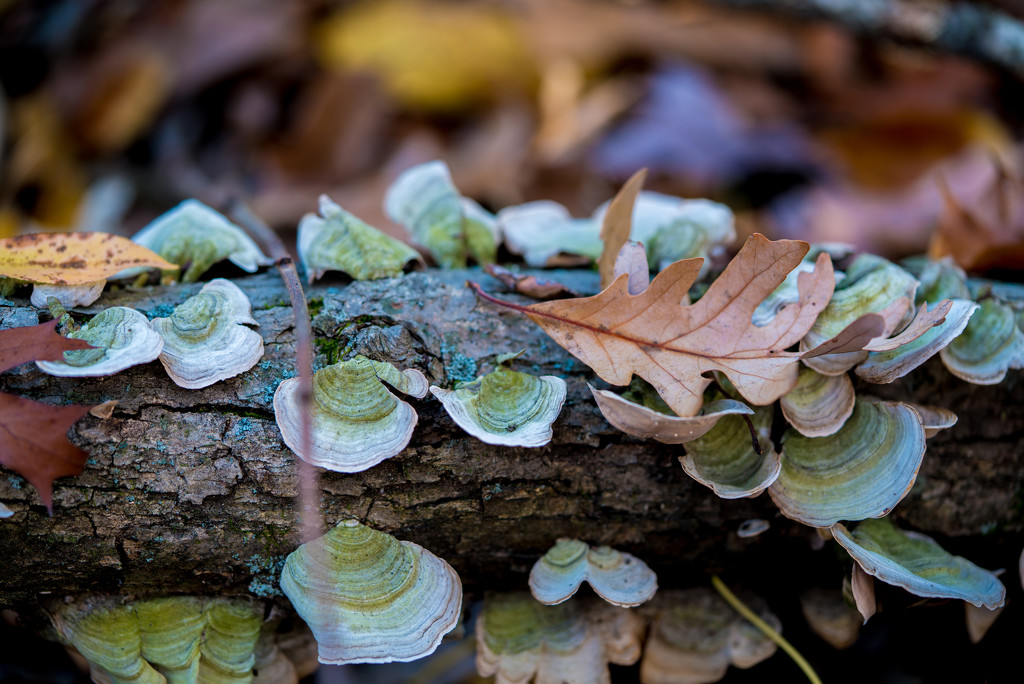Seashell Fungus With Oak Leaf by rminer