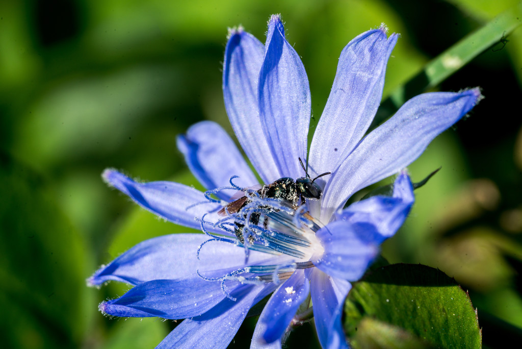 Chicory Closeup with Ant by rminer