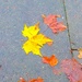 Yellow leaf  by 365projectdrewpdavies