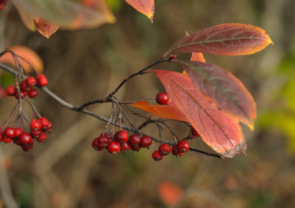 Autumn Berries by loweygrace