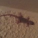 Our resident gecko.  by chimfa