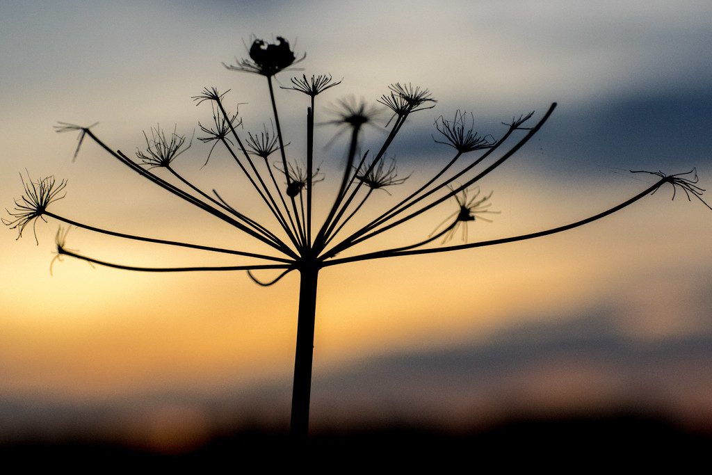 Seed Head Silhouette  by rjb71