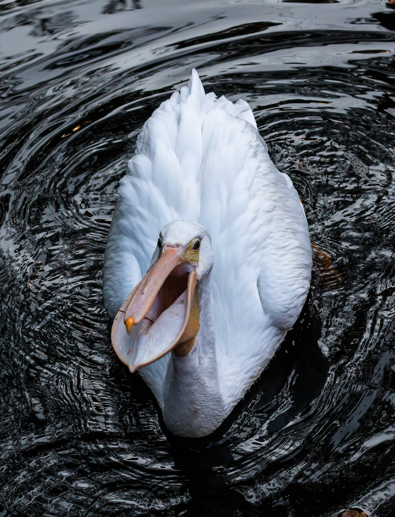 Pelican, real quick by shesnapped