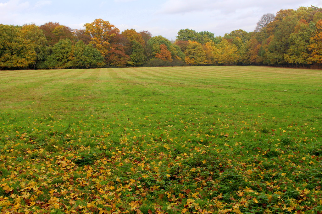 Autumn field by boxplayer